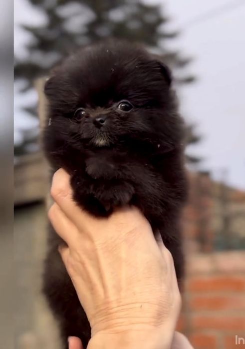 Померан мини мъжко и женско