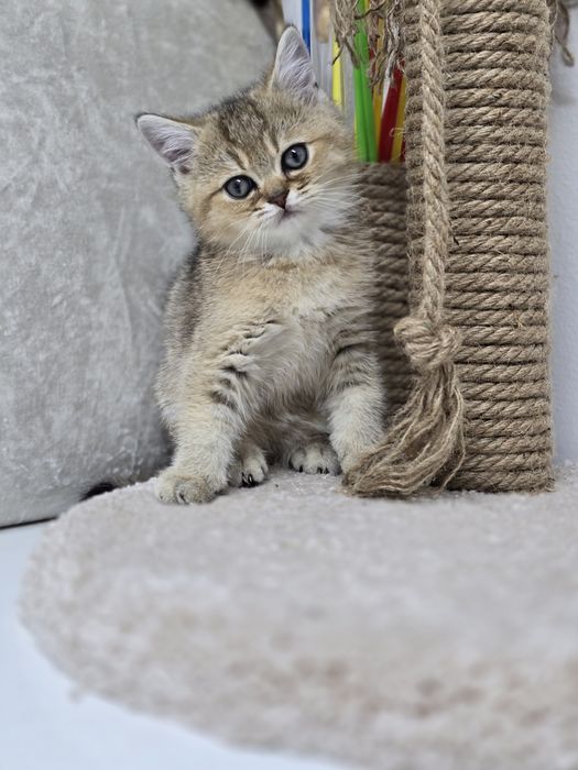 Британская красотка ждёт любящего хозяина