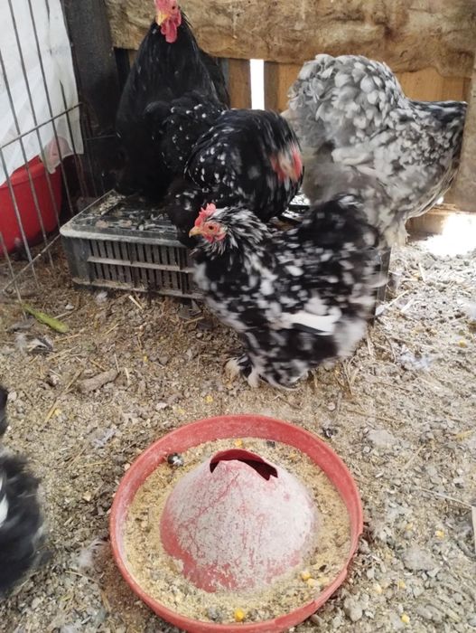 Vand cochinchina pitic