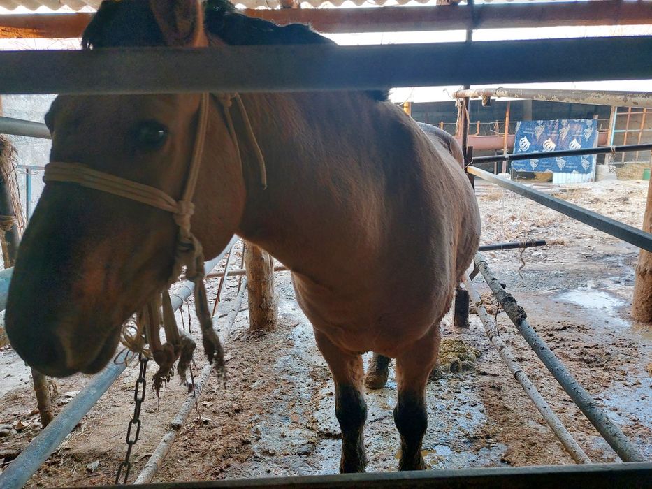 Семіз құнан айғыр сатылады Пахтакор -2 бағасы 850 000₸