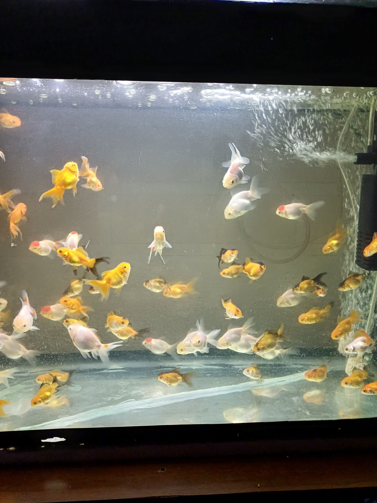 Продаются аквариумные рыбки