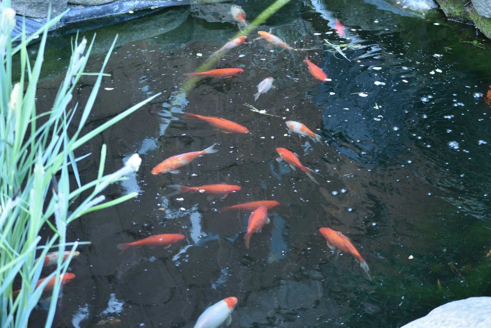 vand carasi aurii iaz