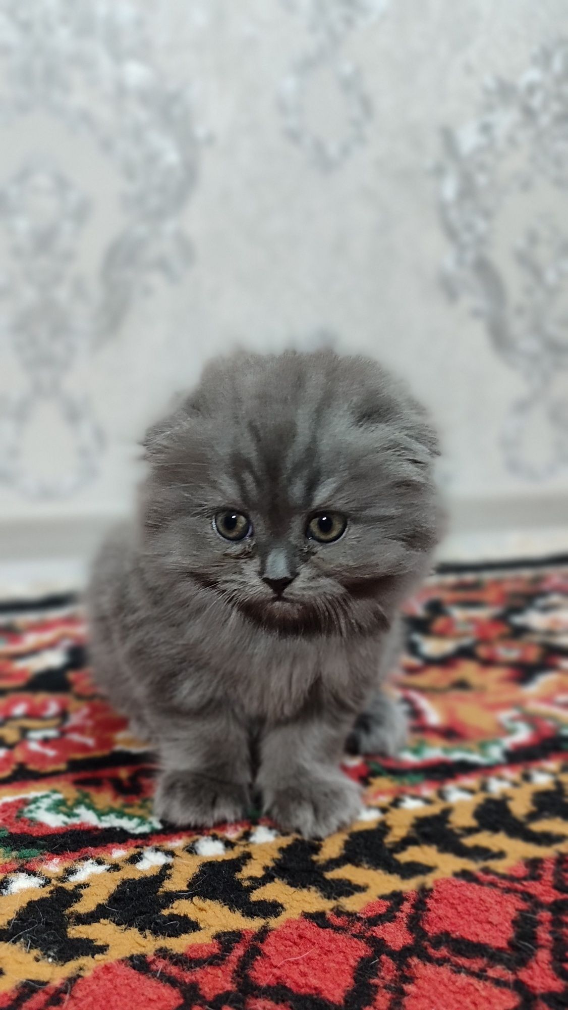 2- х  месячные котята