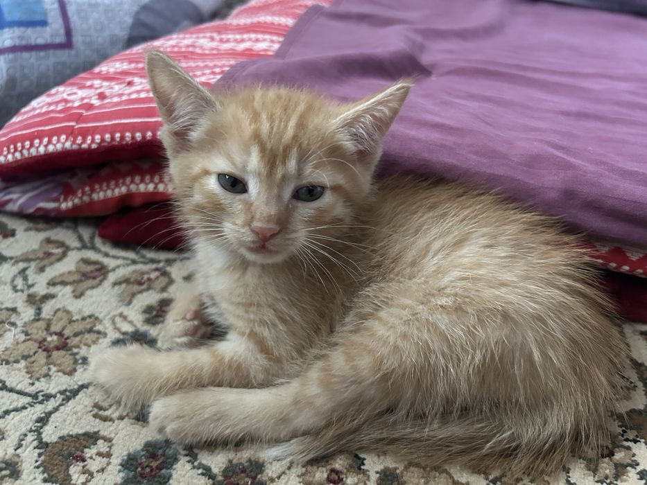 Котенок 2 месяца. Мальчик
