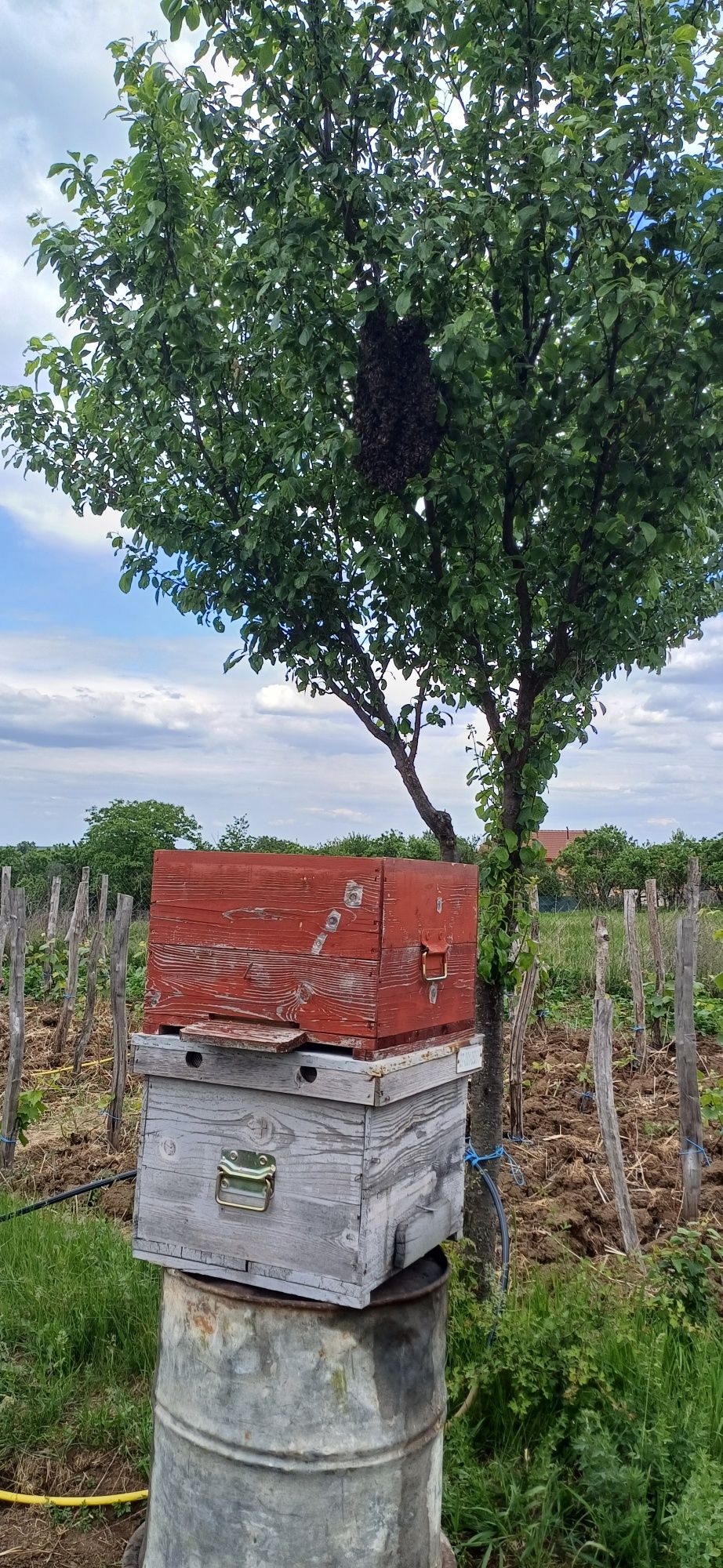 Vand roiuri/familii de albine