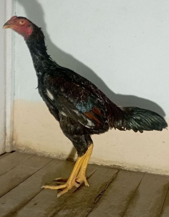 DAKAN xoroz JOʻJA sotiladi