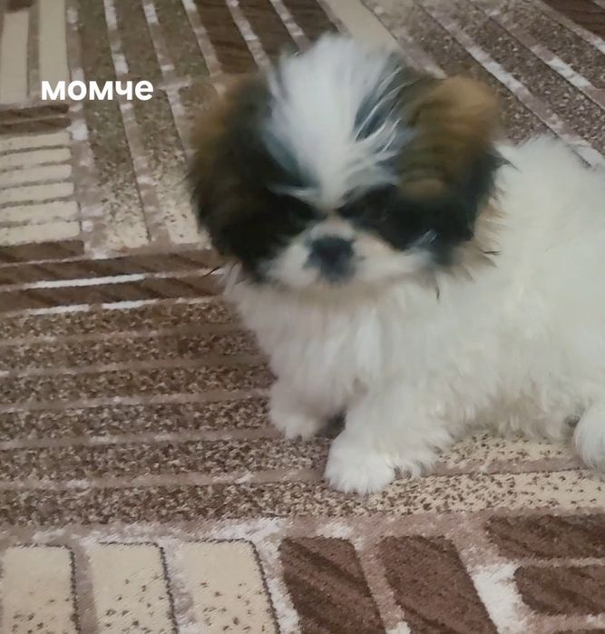 Малки    пекинези