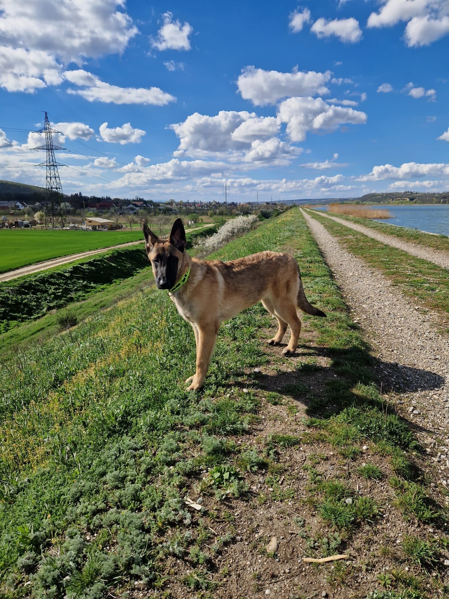 Ciobanesc malinois