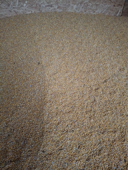 Porumb productie 2025