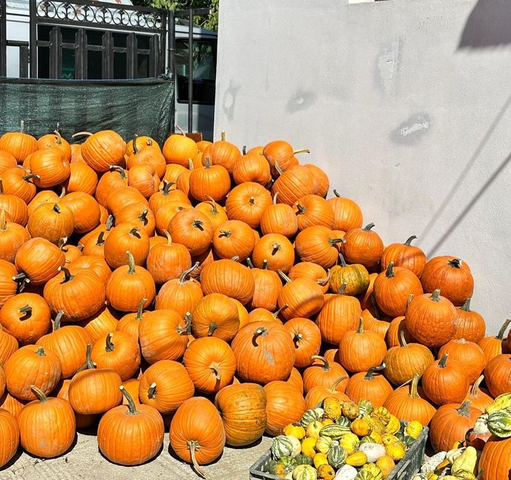 Dovleci ornamentali si dovleci de Halloween