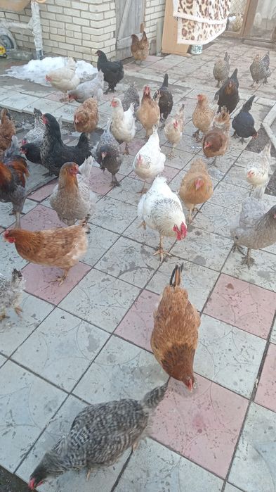 Продам Домашних Курей несушки