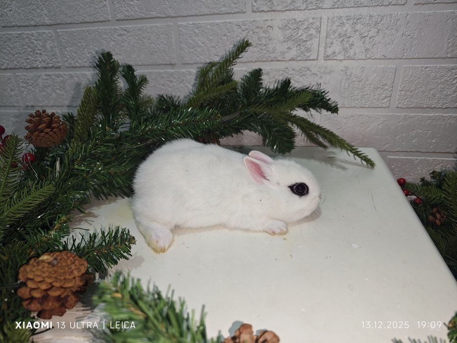 Кролик карликовый хотот
Ёши: 37  кунлик
Жинси: самец
Вазни: улч