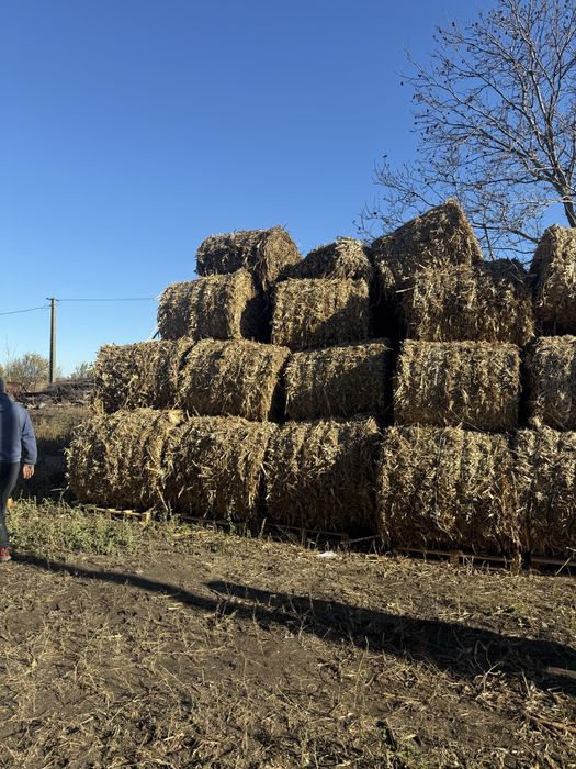 Vând baloți de tocătură de tulei 120/120