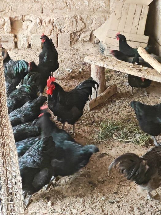 Qora shahzoda va Jersiy zotidagi tovuq tuhumlari sotiladi