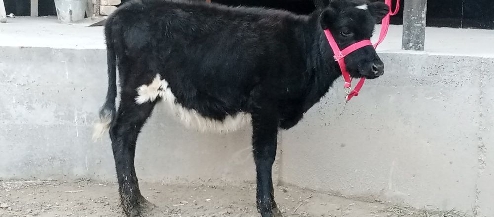 Telefon ona bola sigir bolasi gʻunojin