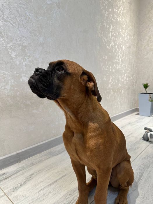 Продаются Щенки немецкого боксера