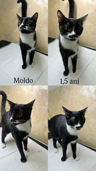 Pisoi disponibili pentru adopție