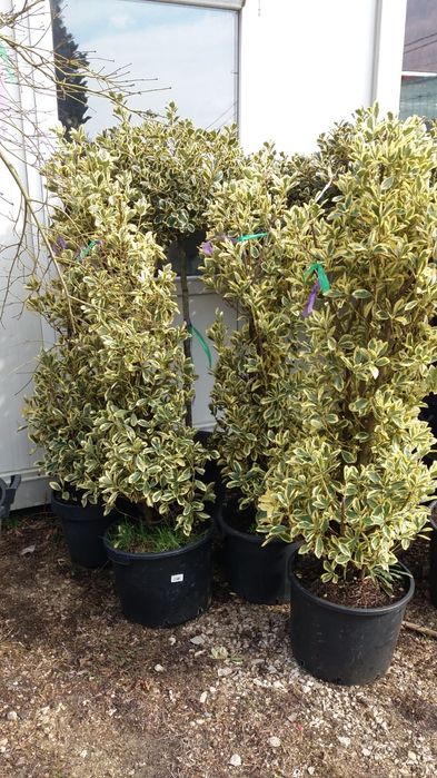 Vindem plante ornamentale de mai multe dimensiuni