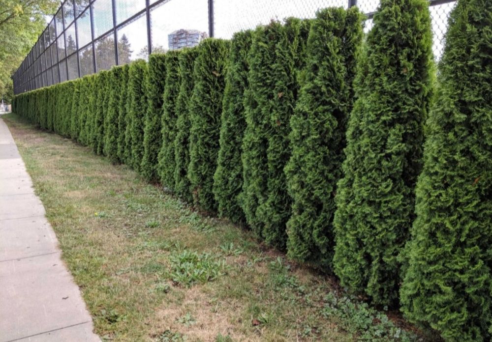 Gard viu din tuia. Tot timpul verde. Leylandri. Buxus. Occidentallis.