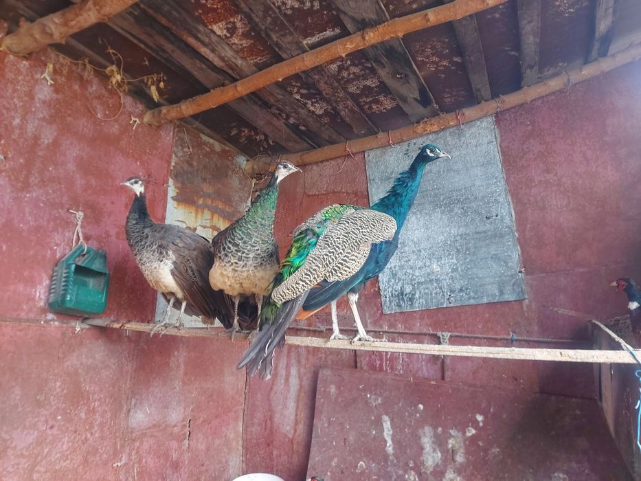 Павлины фазаны и лимонный фазанов