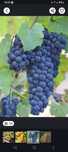 Struguri de vin cu transport gratuit