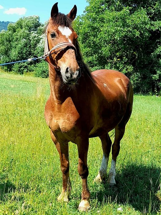 De vânzare cal castrat