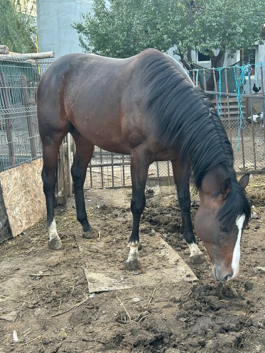 Vand Pur Sange Englez !!