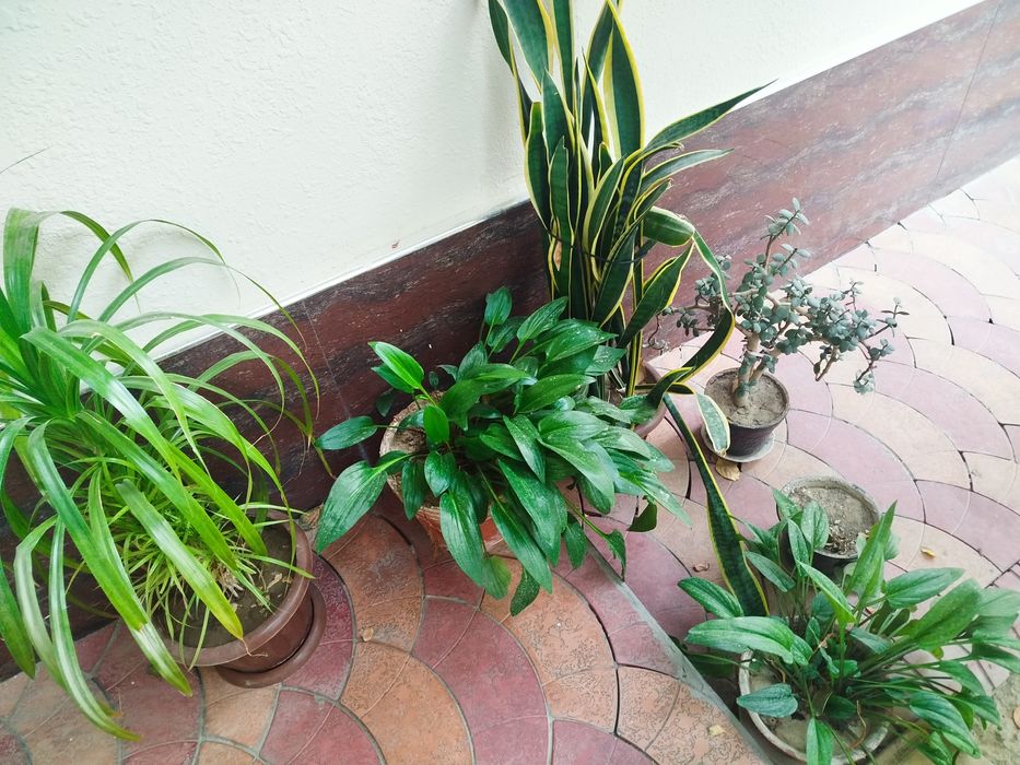 Продаются цветы на горшке