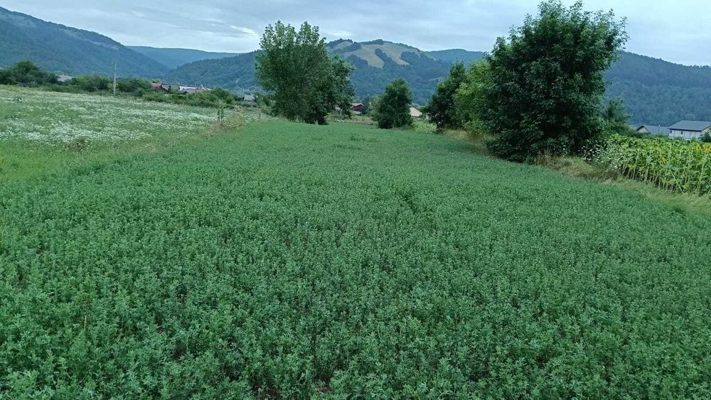 VÂND TEREN INTRAVILAN – Dofteana, jud. Bacău, 2.039 mp, acces: DN12