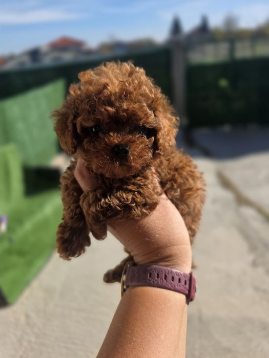 Тийкъп момче/ Tea cup/ с документ за произход