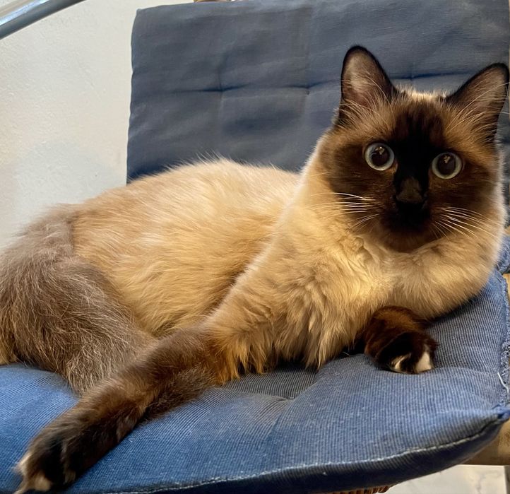 Donez pisica birmaneza de 3 ani foarte iubitoare