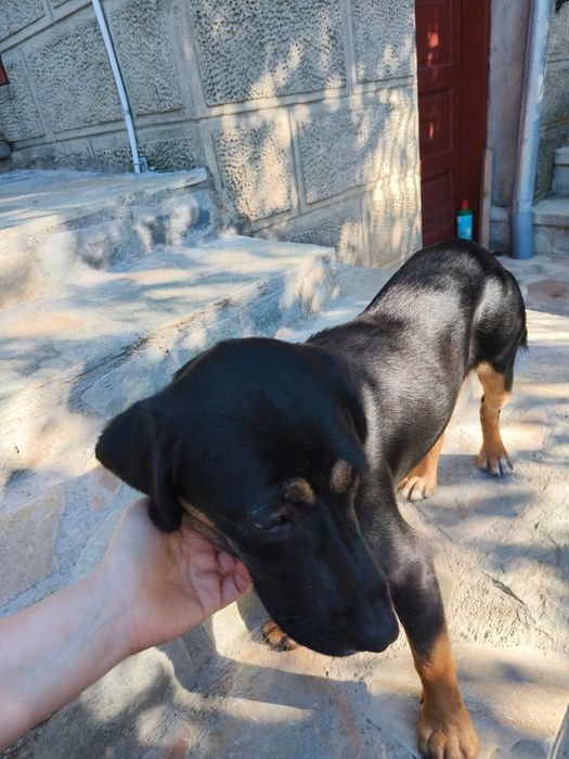 Donez cățelușă de șapte luni