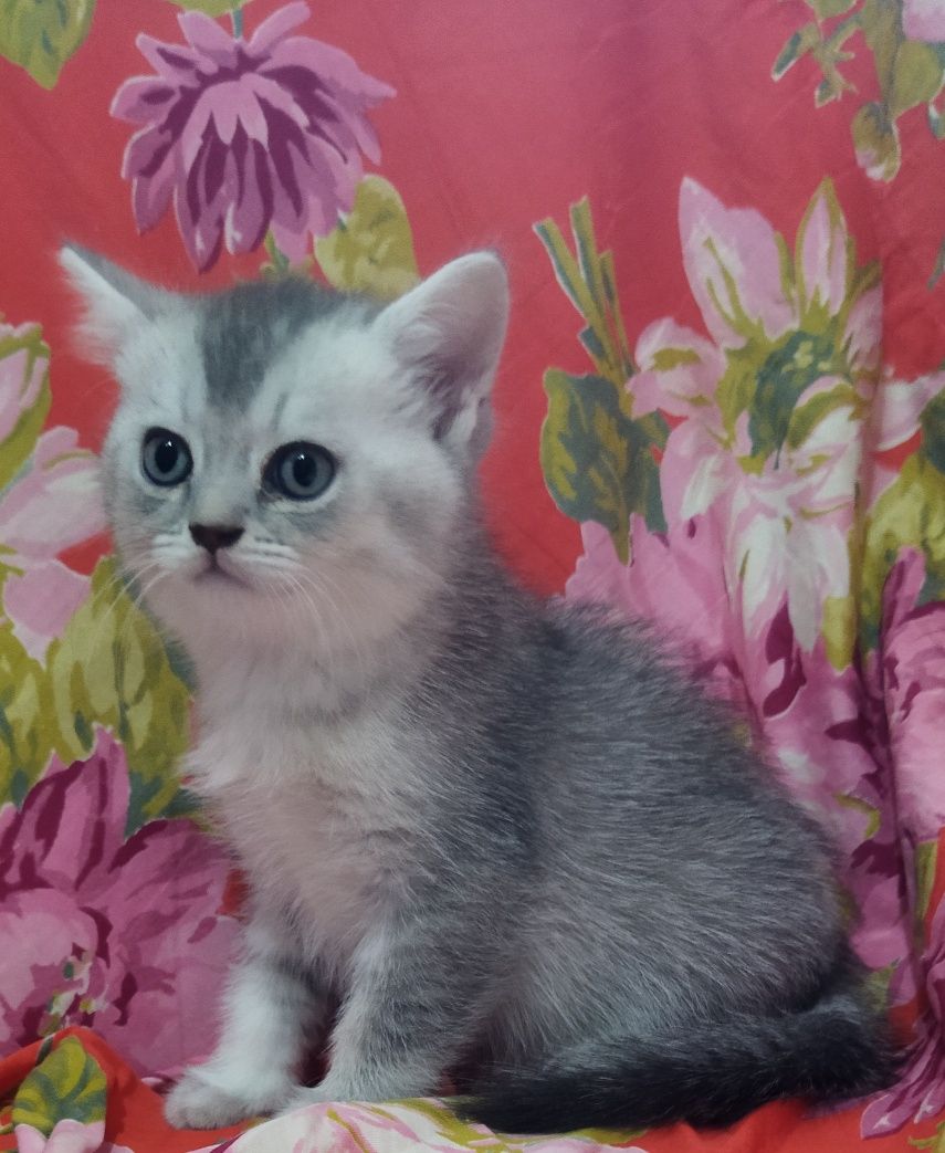 Шотландские котята.
