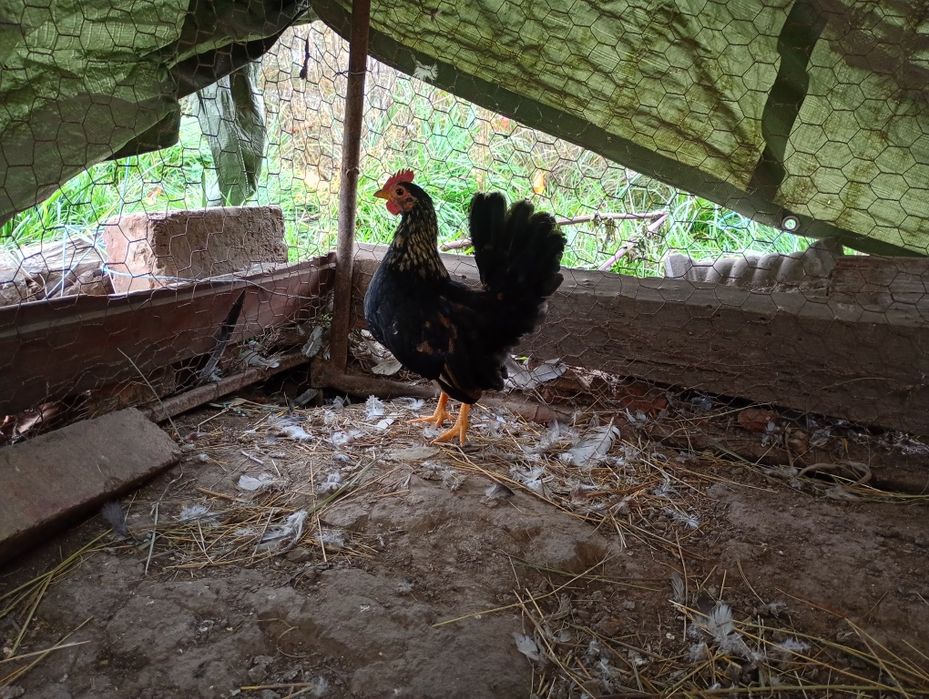 Disponibili din lipsa de spatiu