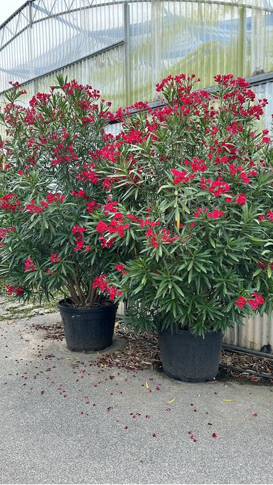 Hortensia . Photinia RedRobin Copac/Ghiveci Laur englezesc , Azalee
