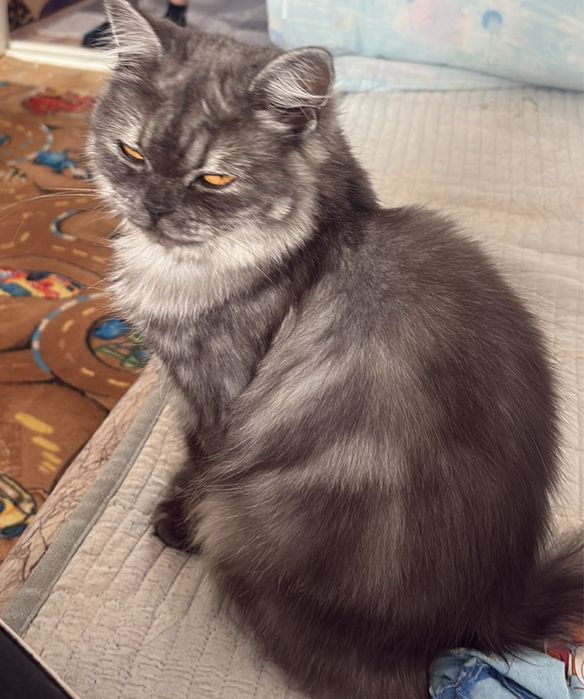 Отдам кошку в хорошие руки, порода Шатланка