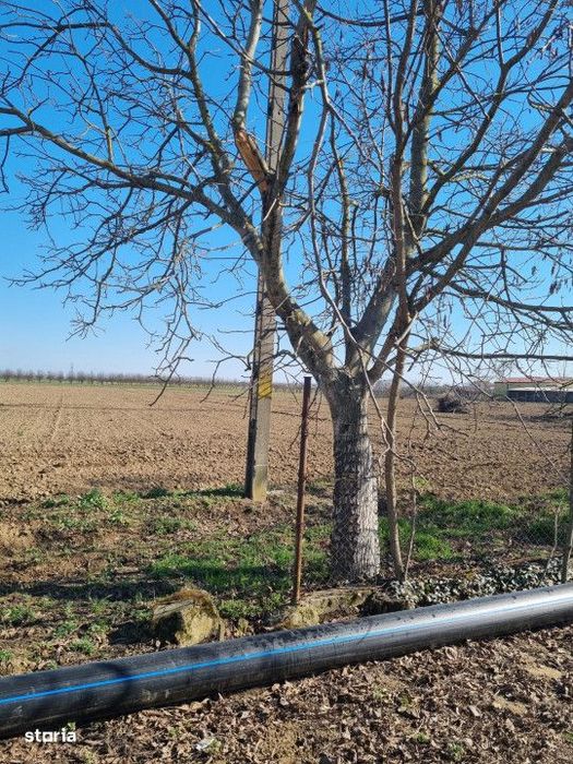 Teren intravilan de vanzare – Padurea Noroieni