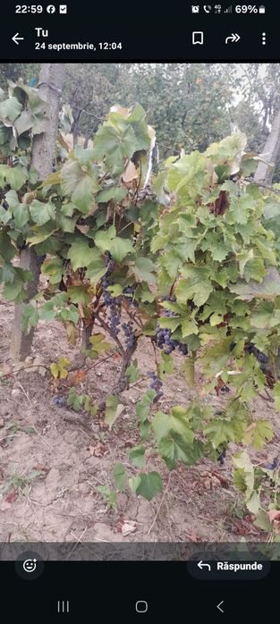 Struguri capsunica de vanzare