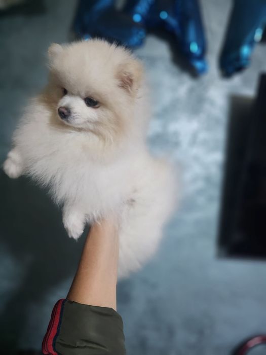 Pomeranian mascul