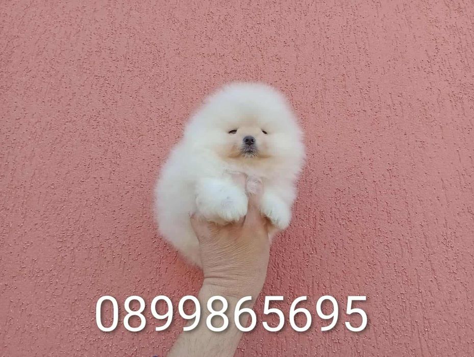 Мъжки Померани! Реални снимки!
Мъжки Померани. Реални снимки!!!