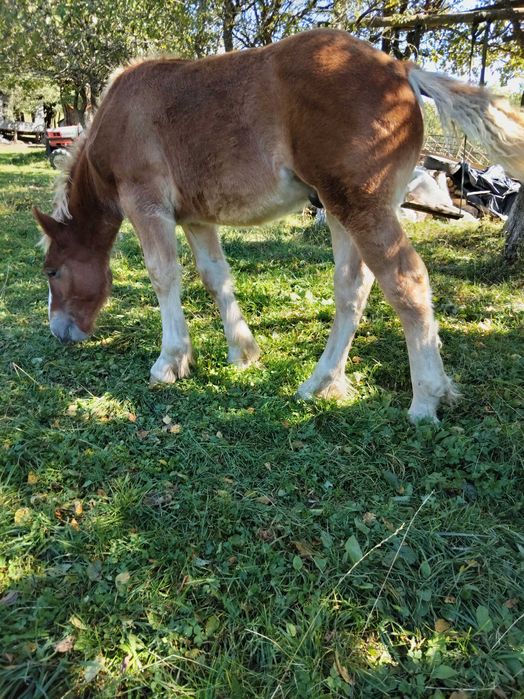 Mânz de 5 luni foarte blând de vânzare