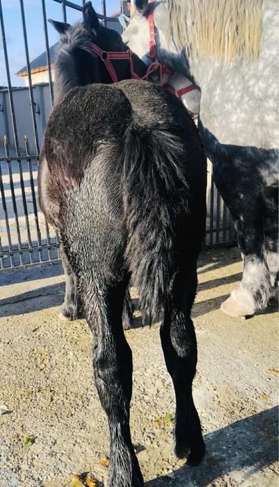 Mânză Percheron de 5 luni