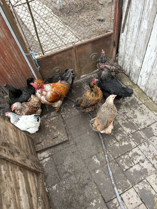 Găini de casă .