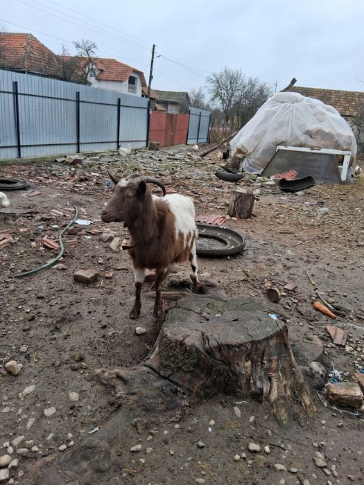 Vând 2 capre și un țap