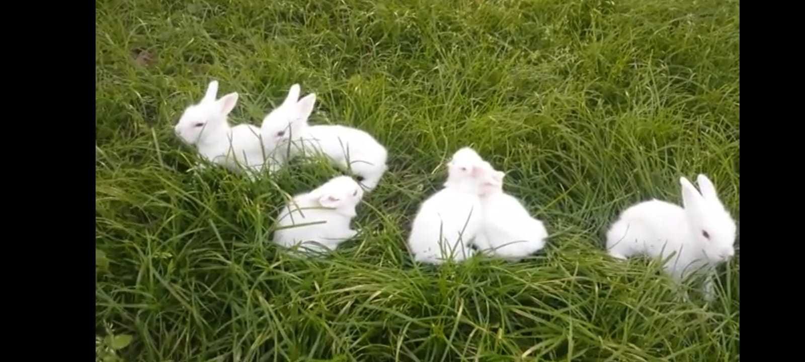 Vând iepuri albi