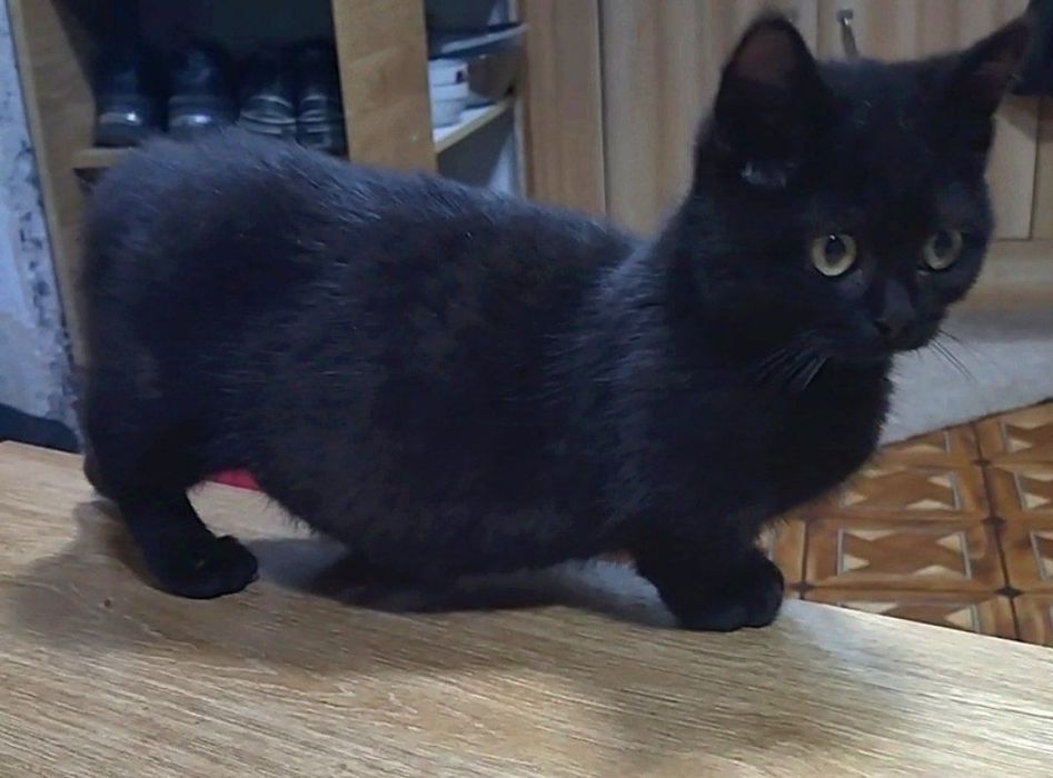 В продаже МАНЧКИНЫ