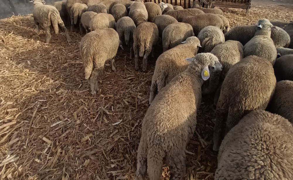 Miei merinoși de vânzare