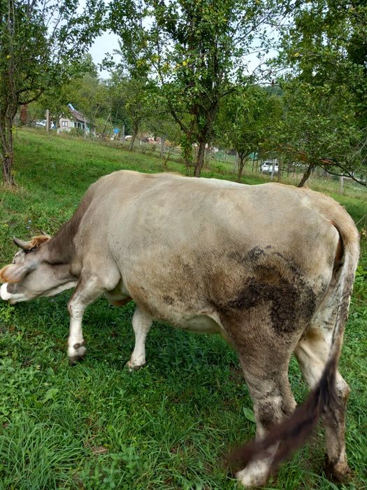 Vacă de vânzare în vulcana de sus județul Dâmbovița  gestantă în 5 lun
