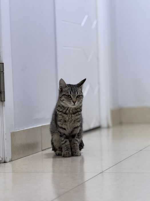 Ищем добрые руки для котёнка!