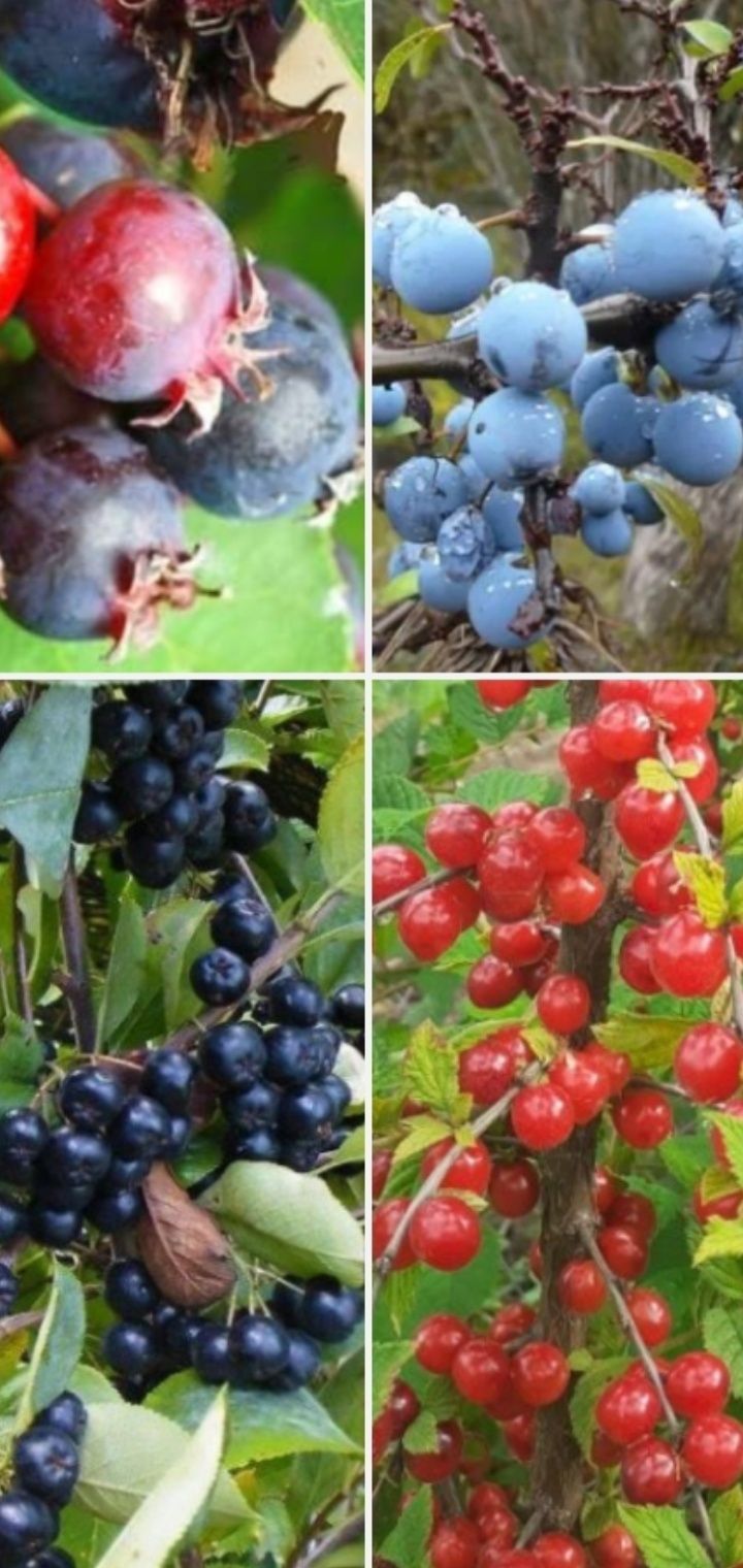 Vand aronia, cires de tufa, pom de stafide, porumbar, la ghivece